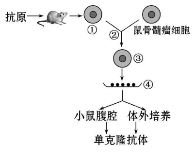 2014届高三生物二轮复习专项检测:基因工程、细胞工程 Word版含解析答案
